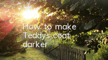How to make Teddy's coat darker