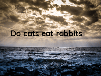 Do cats eat rabbits?