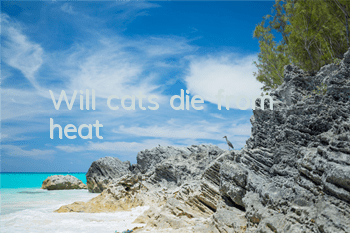 Will cats die from heat?
