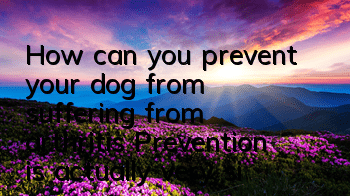 THow can you prevent your dog from suffering from arthritis? Prevention is actually very simple!