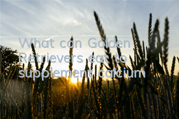 What can Golden Retrievers eat to supplement calcium?