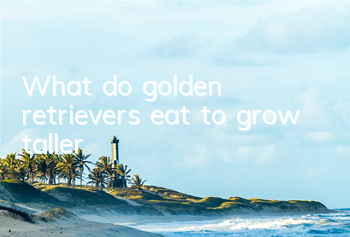 What do golden retrievers eat to grow taller?