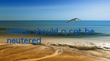 When should a cat be neutered?