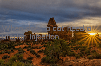 When does a cat need a uterine injection?