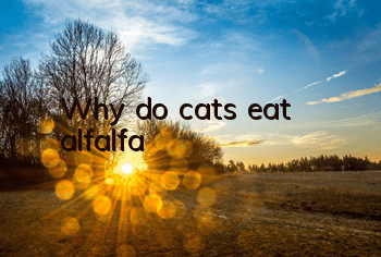 Why do cats eat alfalfa?