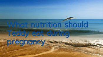 What nutrition should Teddy eat during pregnancy?