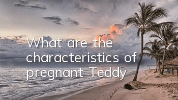What are the characteristics of pregnant Teddy?