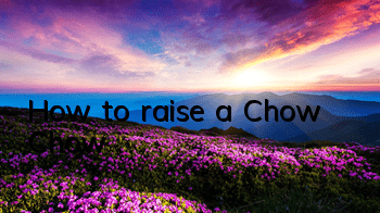 How to raise a Chow Chow
