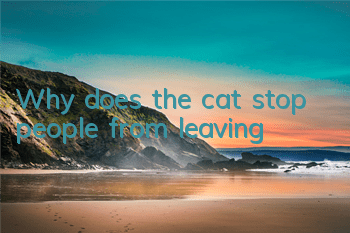 Why does the cat stop people from leaving?