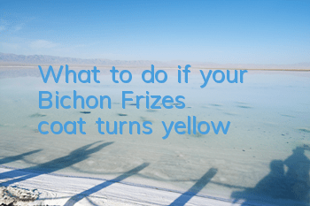 What to do if your Bichon Frize's coat turns yellow