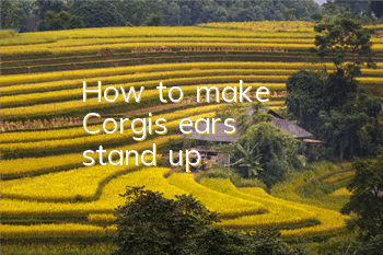 How to make Corgi's ears stand up