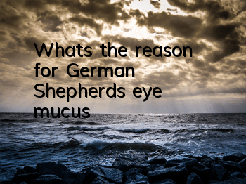 What’s the reason for German Shepherd’s eye mucus?
