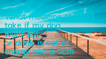 TWhat medicine should I take if my dog ​​won't eat or drink, is out of energy, and is vomiting?
