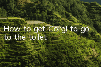 How to get Corgi to go to the toilet