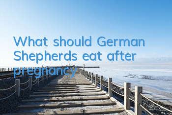 What should German Shepherds eat after pregnancy?