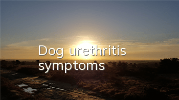 TDog urethritis symptoms