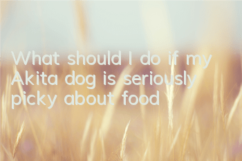 What should I do if my Akita dog is seriously picky about food?