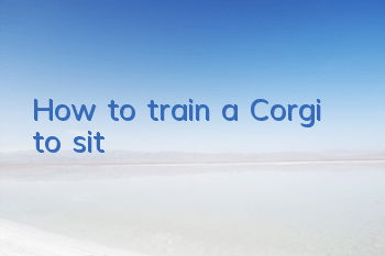 How to train a Corgi to sit