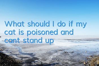 What should I do if my cat is poisoned and can’t stand up?
