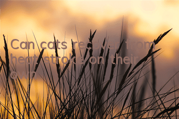 Can cats recover from heat stroke on their own?