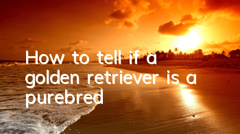 How to tell if a golden retriever is a purebred?