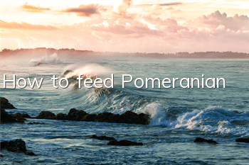 How to feed Pomeranian