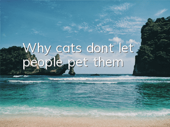 Why cats don’t let people pet them