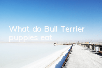 What do Bull Terrier puppies eat?