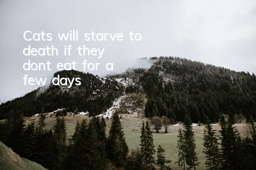 Cats will starve to death if they don't eat for a few days