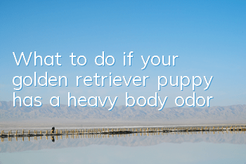 What to do if your golden retriever puppy has a heavy body odor