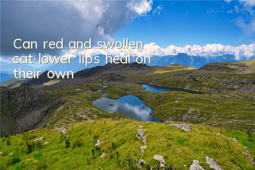 Can red and swollen cat lower lips heal on their own?