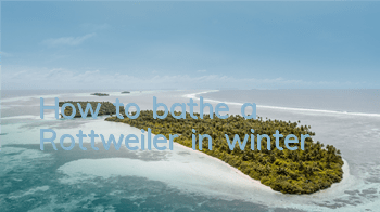 How to bathe a Rottweiler in winter