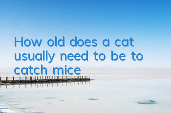 How old does a cat usually need to be to catch mice?