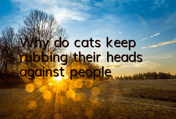 Why do cats keep rubbing their heads against people?