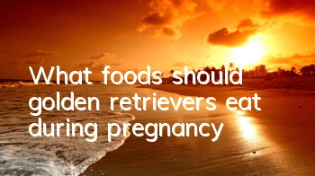 What foods should golden retrievers eat during pregnancy?