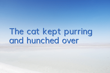 The cat kept purring and hunched over