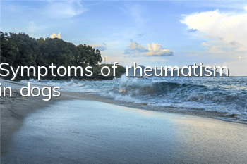 Symptoms of rheumatism in dogs