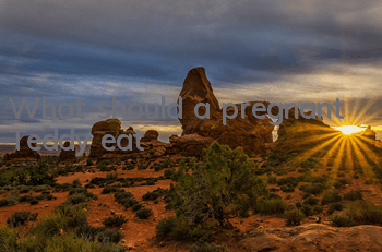 What should a pregnant Teddy eat?