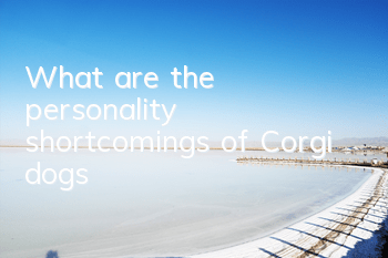 What are the personality shortcomings of Corgi dogs?