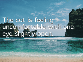 The cat is feeling uncomfortable with one eye slightly open.
