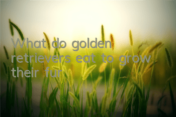 What do golden retrievers eat to grow their fur?