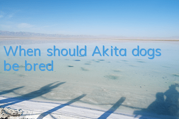 When should Akita dogs be bred?