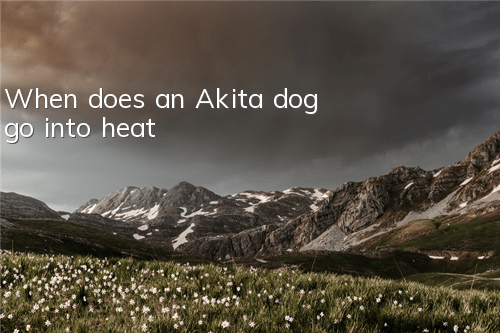 When does an Akita dog go into heat?