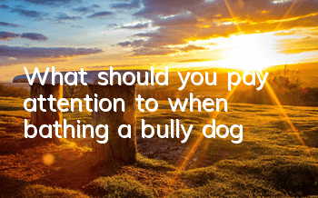 What should you pay attention to when bathing a bully dog?