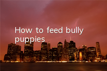 How to feed bully puppies