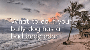 What to do if your bully dog ​​has a bad body odor