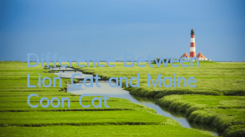 Difference Between Lion Cat and Maine Coon Cat