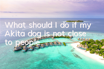 What should I do if my Akita dog is not close to people?