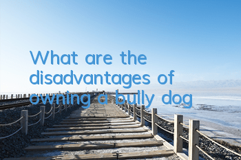 What are the disadvantages of owning a bully dog?