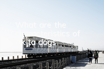 What are the characteristics of Akita dogs?